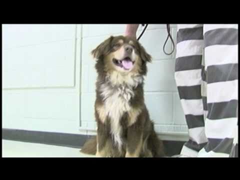 Inmates and dogs get "New Leash on Life" Lance Whe...