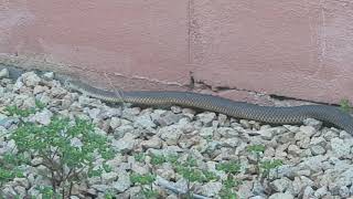 Lowland Copperhead snake - Gippsland, Victoria, Australia