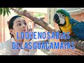 LO QUE NO SABÍAS DE LAS GUACAMAYAS