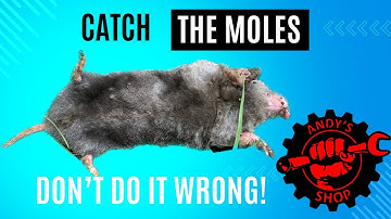 Trap Moles the Right Way the First Time!