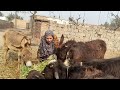 Donkey ko chara dala | My donkey food | Mumtaz village fashion