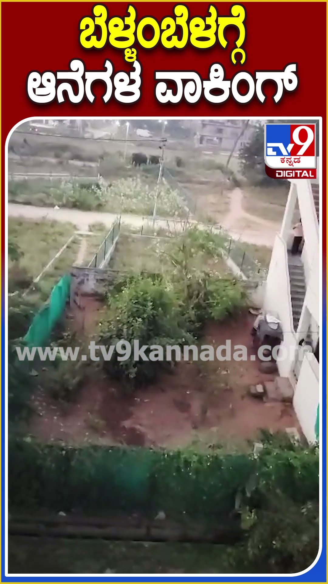 ಬೆಟ್ಟ ಇಳಿದು ರಾಮನಗರಕ್ಕೆ ಎಂಟ್ರಿ ಕೊಟ್ಟ 2 ಕಾಡಾನೆ | #TV9D