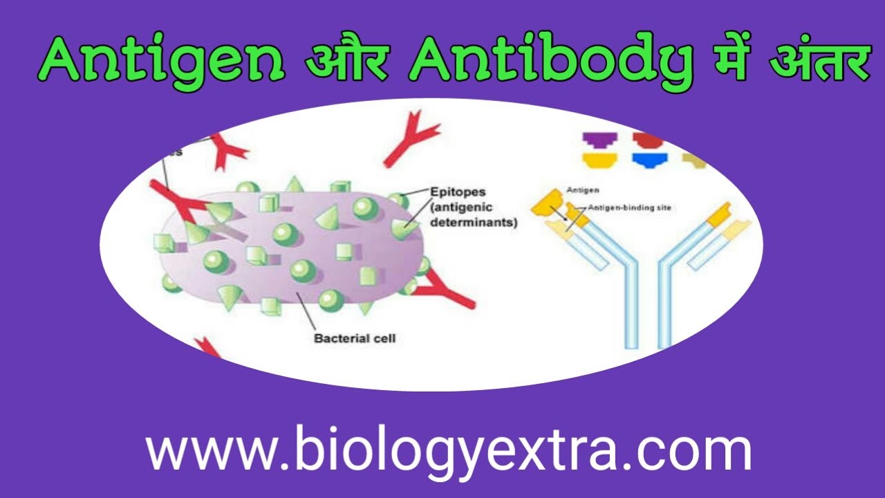 एंटीजन और एंटीबाडी में अंतर !Difference between Antigen and Antibody