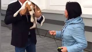 В Кемерове завершились поиски хозяев собаки, которые объявил Сергей Цивилев В Кемерове завершились поиски хозяев собаки, которые объявил Сергей Цивилев