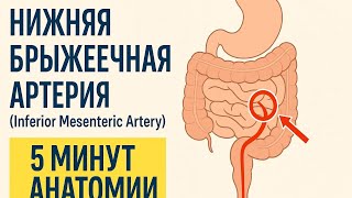 🩸 Нижняя брыжеечная артерия (IMA) | 5 минут анатомии