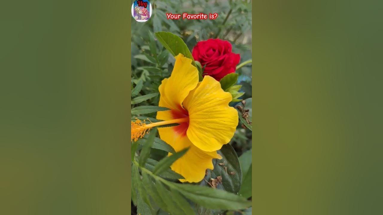 🤩 Your Favourite Is?🙄 Guli Mata #viral #trending #flowers #short #shorts