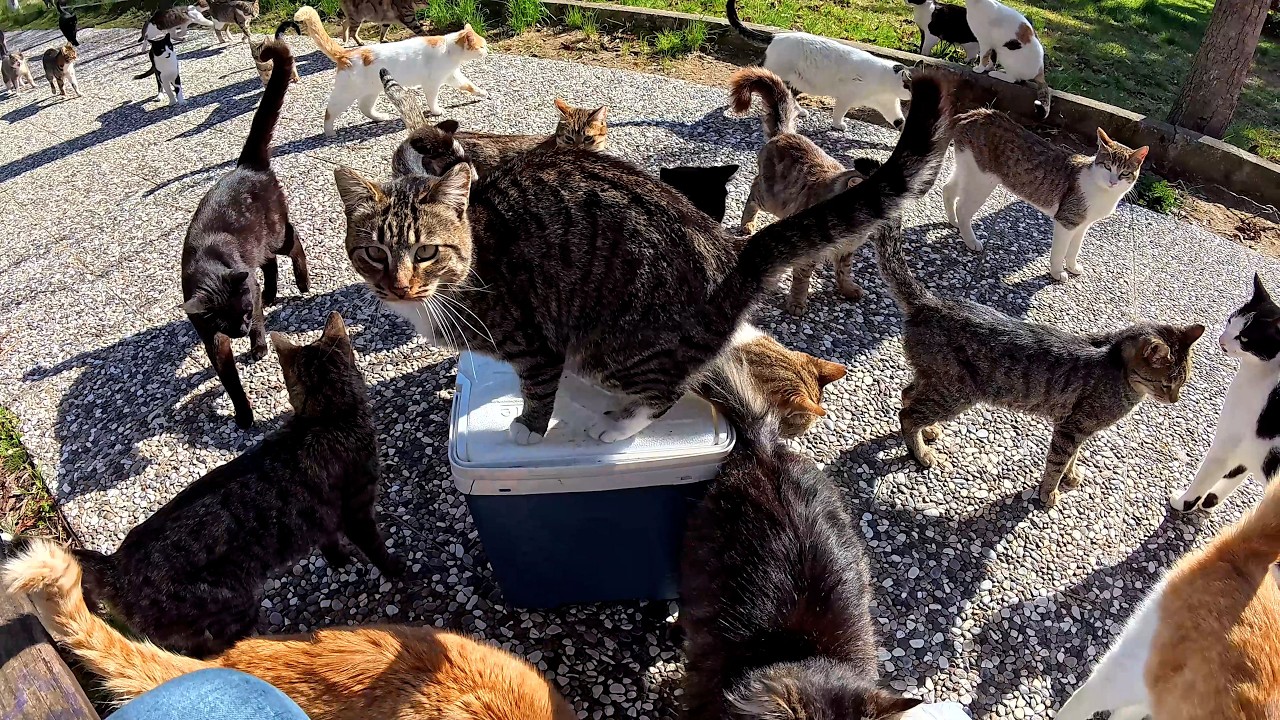 Мужчина, который нашёл покой, который искал, в лапах уличных кошек.