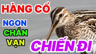 Tiếng chim dẽ giun - Hàng cổ những đêm qua vẫn kiếm được cơm nhé anh em.
