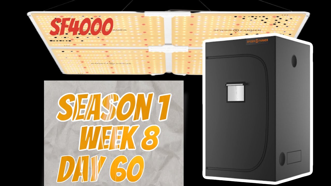 VERY QUICK GROW UPDATE WK:8 Day 60 MEPHISTO DOUBLE GRAPE.  SPIDER FARMER SF4000 & 4X4