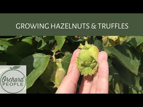 Growing Hazelnut Shrubs with Truffles