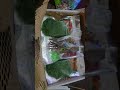 feedback, jungle sensory bin