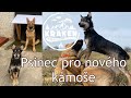 Žijeme na chalupě - díl 21.  Psinec pro nového kámoše