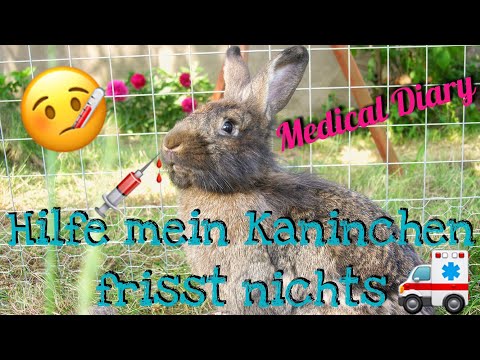 Video: Warum Frisst Das Kaninchen Nicht