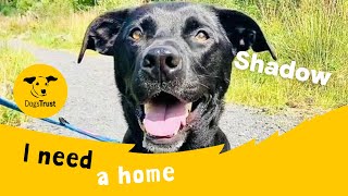 Shadow the super Labrador cross | Dogs Trust West Calder