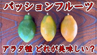 希少❣️アラタ✴︎パッシフローラ・アラタPassiflora alata香りも良い♪ パッシフローラアラタ パッションフルーツ トロピカル