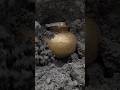 World best Treasure hunt video #treasurehunt #shortsfeed #shortvideo #shorts