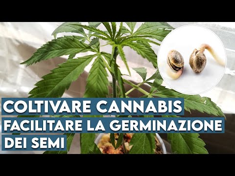 Video: L'acqua è necessaria per la germinazione?