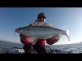 Pescuit la salau pe barajul Golesti , Arges. Zander Fishing.