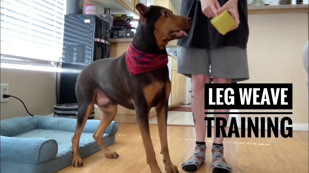 How to train your dog leg weaves YouTube