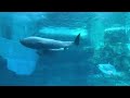 イルカの赤ちゃんが親子で仲良く泳いでいます / 名古屋港水族館 / Baby dolphin / Port Of Nagoya Public Aquarium