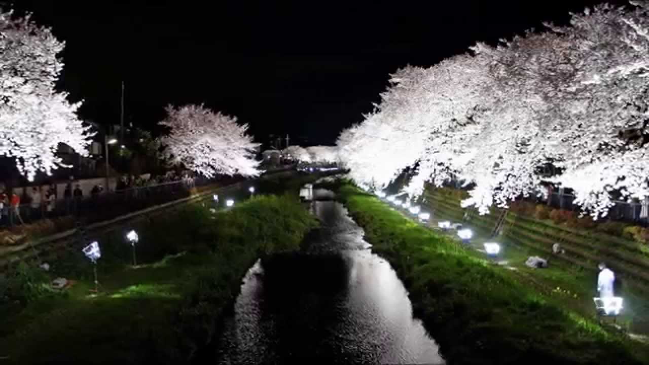 調布市 野川の桜 ライトアップ Youtube