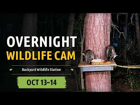 LIVE Backyard Wildlife Station | Raccoons, Flying Squirrels & More | October 13 - 14, 2026