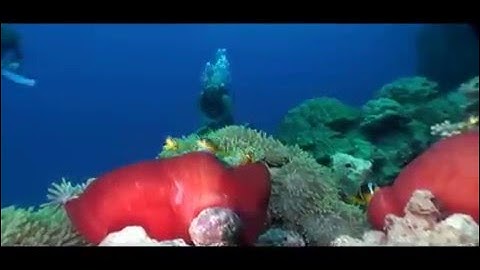 NAUI Worldwide  Dive Safety Through Education