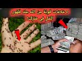 5 علامات قوية من الله عند ظهور النمل في منزلك 