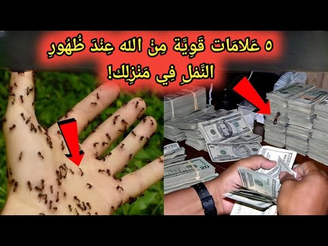 5 علامات قوية من الله عند ظهور النمل في منزلك
