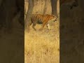 Tigress Maya | Tadoba Jungle Safari | Tadoba Andheri National park #shorts