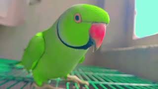 Mithu toty ki awaz 🎀 parrot talking// Parrot training talking video