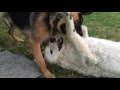 Young kuvasz vs german shepherd in slow motion の動画、YouTube動画。