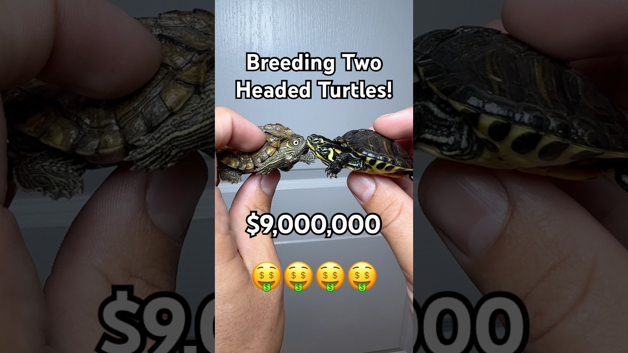 Making Millions Breeding Two Headed Turtles!