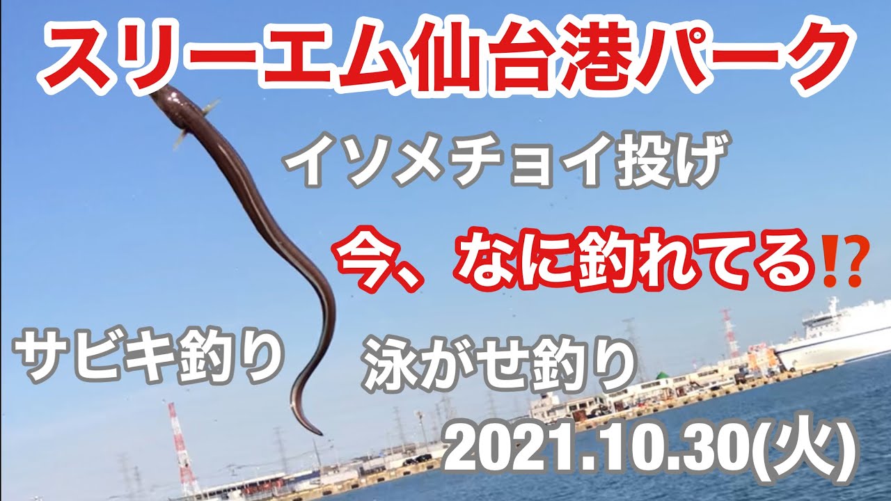 スリーエム仙台港パーク 今 なに釣れてる サビキ釣り イソメチョイ投げ 泳がせ釣り 宮城県釣り 仙台港釣り Youtube