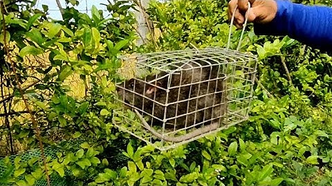 Được Anh Chủ Cho Vào Vườn Bẫy Chuột Cống Nhum Và Cái Kết #vợchồngmiềntâytv