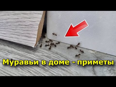 К чему в доме появляются муравьи приметы
