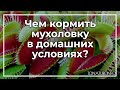 Чем кормить мухоловку в домашних условиях? | toNature.Info