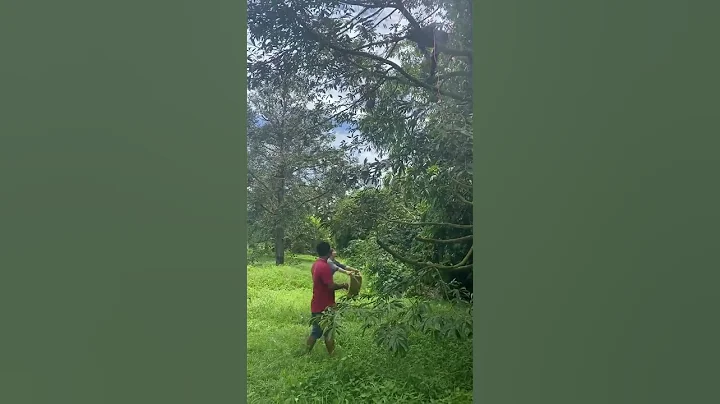 泰國 旅行 的美景和美食 摘榴槤 - 天天要聞