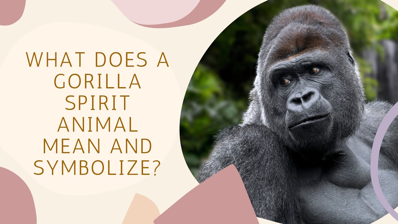 what-does-a-gorilla-spirit-animal-mean-and-symbolize-youtube