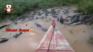 Nekat Lewat Sungai Penuh Buaya! Tak Disangka Hasilnya..