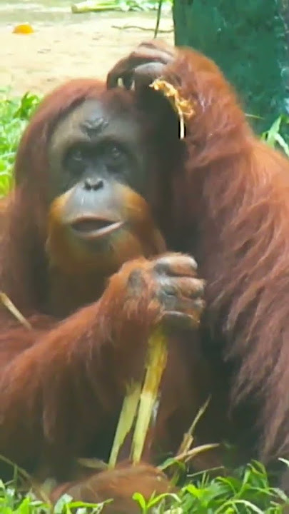 Orangutan Telphone