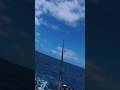 #fishing #sydney #australia #youtubeshorts #shortvideos #viralvideos #india