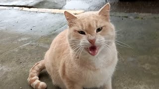 Feeding an angry street cat | Feeding cats