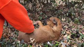 The 4th dog in 72 hours to come in shot  Stray Rescue of St.Louis