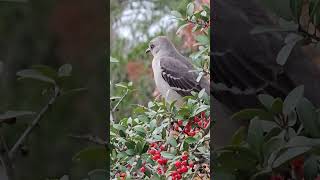 Sinsonte en su trono #aves