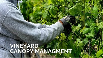 Ballentine Vineyards Canopy Management