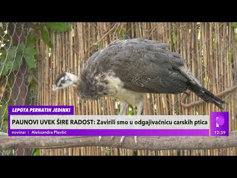 Video: Trebam li hraniti divlje paunove?