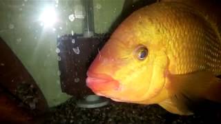 Lucille X Stomper Tending To Wigglers