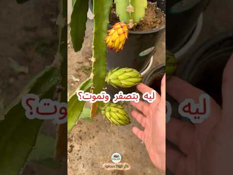أسباب وعلاج تساقط زهرة نبات الدراجون فروت فاكهة التنين