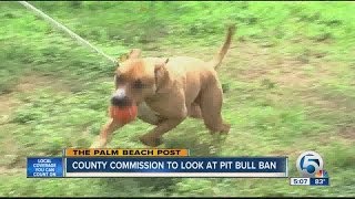 Famous County commission to look at pit bull ban Profile